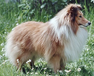 Dt. VCh. Ariom Lochinvar