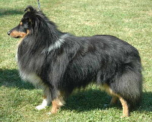 Dt. Jgd. Ch. Club Black Beauty von der Ahornallee