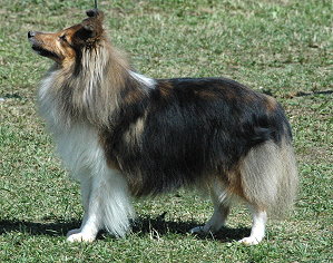 Dt.VCh. Club Jill from Lady Lucia