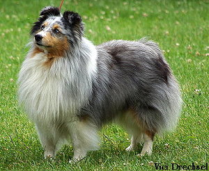 Dt. Ch. Club Lars vom Rindsberg