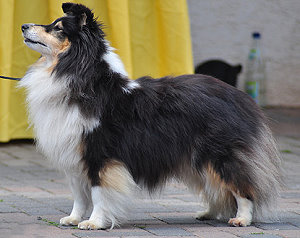 Dt. Ch. Club Anke van�t Lozenbos