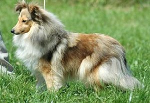 Dt. Jgd. Ch. Club Little-Meredith of Queensland