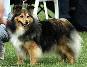 Dt. Ch. Club Nena von Monasteria