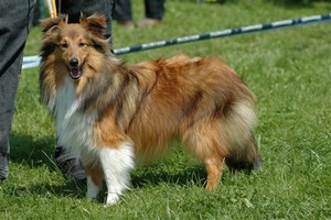 Dt. Jgd. Ch Club Olina Prinzess von Gro� Salze