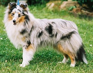 Dt. Ch. Club Paradise Magic Coconut von Albula