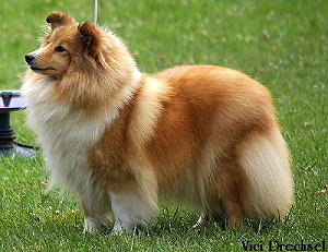 Dt. Ch. Club Arcot Strike A Pose