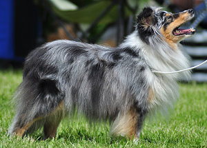 Dt. Ch. Club Ayleena Blue of Agility Fascination