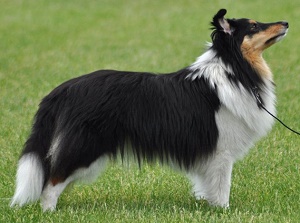 Dt. Jgd. Ch. Club Black Magic from Marmorea�s Shelter