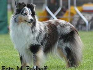 Dt. Ch. Club Blue Happy Memories of Silver-Shadow