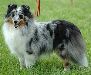 Dt. Ch. Club Blue Velvet Venus vom Sternensee