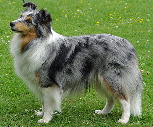 Dt. Jgd. Ch. Club Evita Lady in Blue from Manor at Mountain