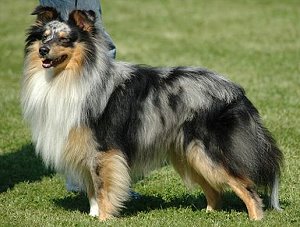 Dt. Ch. Club Green Paradise Pure Point