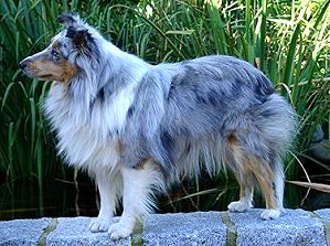 Dt. Ch. Club Lelani vom M�nzenberger Sheltiecamp