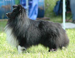 Dt. Ch. Club Montana Kentucky Derby von Albula