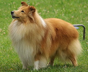 Dt. Ch. Club Quashee Cheeky Joker