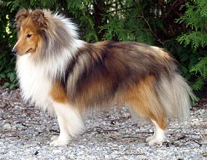 Dt. Jgd. Ch. Club Red Dawn The Scottish Real Passion