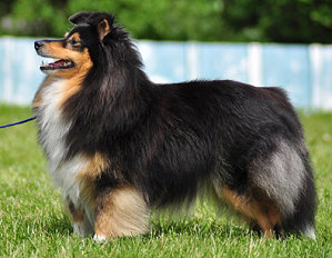 Dt. Ch. Club Felin van�t Lozenbos