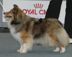 Dt. Ch. Club Dayen Dynamite von Berwangen