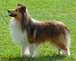 Dt. Jgd. Ch. Club Dreamcatcher from Dangerous Dream