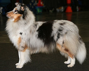 Dt. Jgd. Ch. Club Fabia Blue from Shamrock River