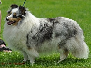 Dt. Ch. Club Fabulous Flower Fairy vom Sternensee