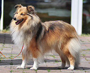 Dt. Ch. Club Fara van�t Lozenbos