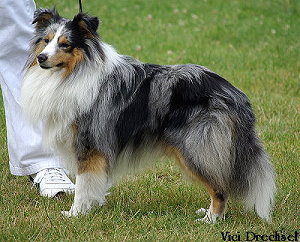 Dt. Ch. Club Green Paradise Upside Down