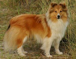 Dt. Jgd. Ch. Club Lad Logan von Berwangen