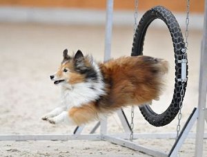 Dt. VCh. Club Pixie von der Sch�nebecker Schweiz