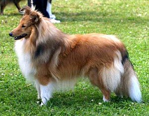 Dt. Ch. Club Yackie Yoker vom Erkelenzer Land