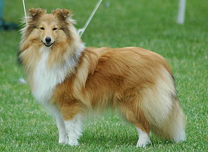 Dt. Ch. Club Ysabelle Sunshine vom Erkelenzer Land