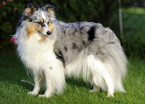 Dt. Ch. Club A Blue Beauty from Manor at Mountain