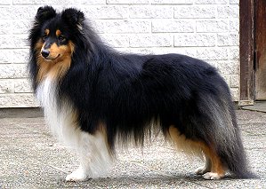 Dt. Ch. Club Eastdale Classic Farmer