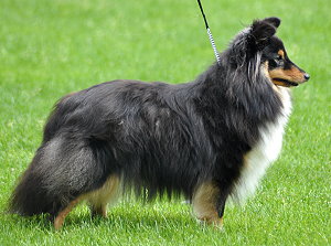 Dt. Ch. Club Fiona von den Garnicher Eichen