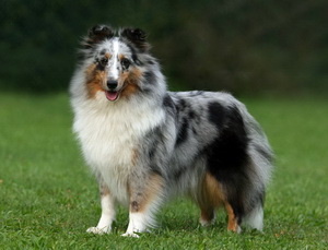 Dt. Ch. Club Haifa vom Rindsberg