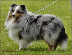 Dt. Ch. Club Hermes vom Rindsberg