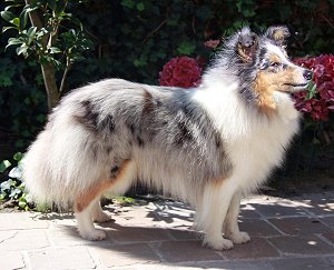 Dt. Ch. Club Hope of the Golden Fir