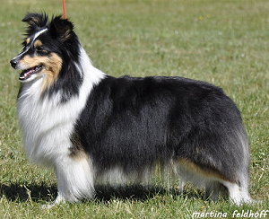 Dt. Ch. Club It�s only Love vom Sternensee