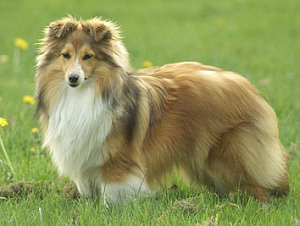 Dt. Jgd. Ch. Club Karioka o�the Highlands