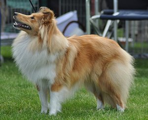 Dt. Ch. Club Lady Madonna The Sprightly Twinkle