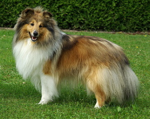 Dt. Ch. Club Like Liam von Berwangen