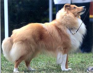 Dt. Ch. Club Oakcroft Wandering Star