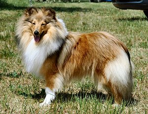 Dt. Ch. Club You Make Me Smile from Dangerous Dream