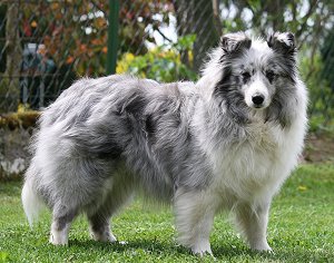 Dt. Ch. Club Carlotta Blue von Rheinhessen