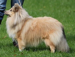 Dt. Ch. Club Earl Evan of Murstone Castle