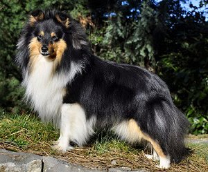 Dt. Ch. Club Fandango von Solingen Wald