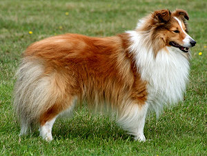 Dt. Ch. Club Happy Harley vom Erkelenzer Land