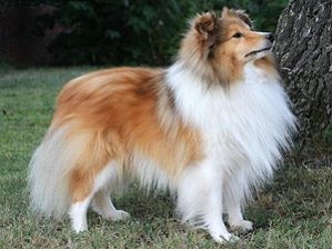 Dt. Club Ch. Lad Logan von Berwangen