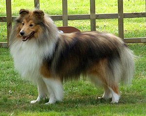 Dt. Ch. Club Red Dawn The Scottish Real Passion