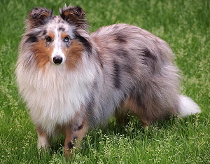 Dt. Jgd. Ch. Club The Moonlight vom Rindsberg